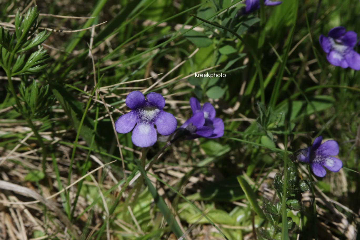 Pinguicula vulgaris