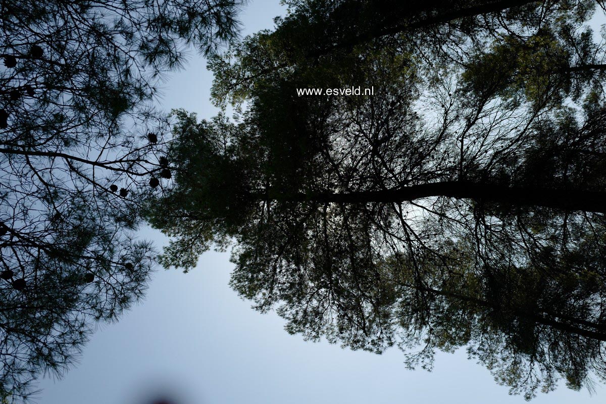 Pinus halepensis