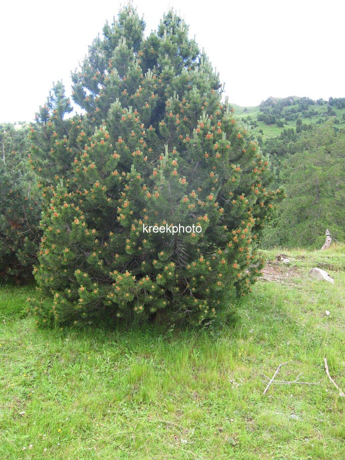 Pinus mugo subsp. uncinata