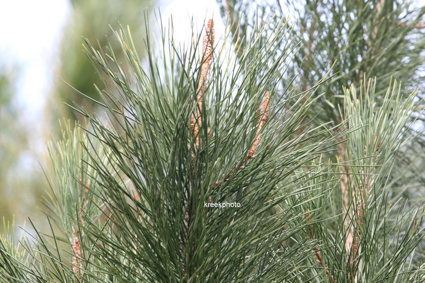 Pinus pinaster