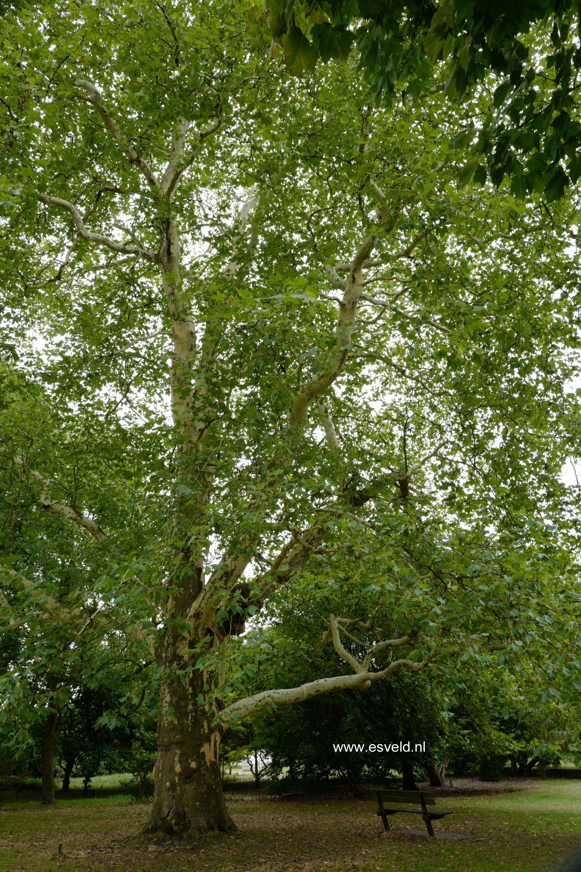 Platanus hispanica
