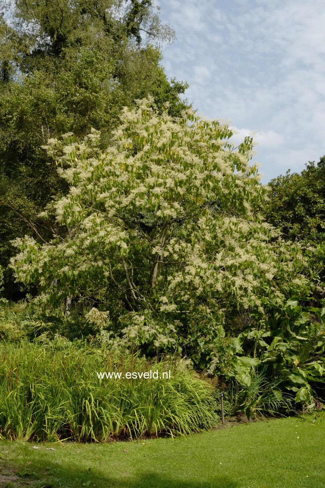 Poliothyrsis sinensis