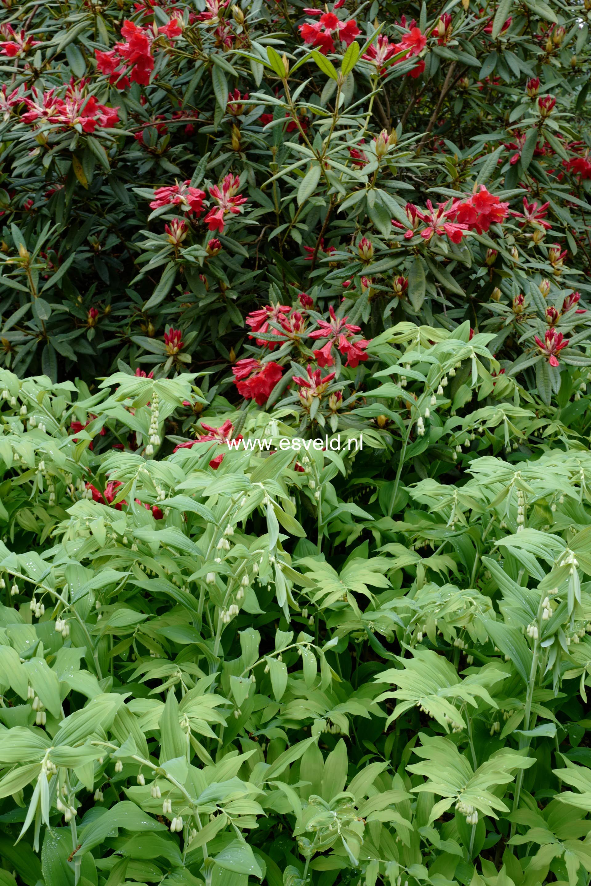 Polygonatum multiflorum