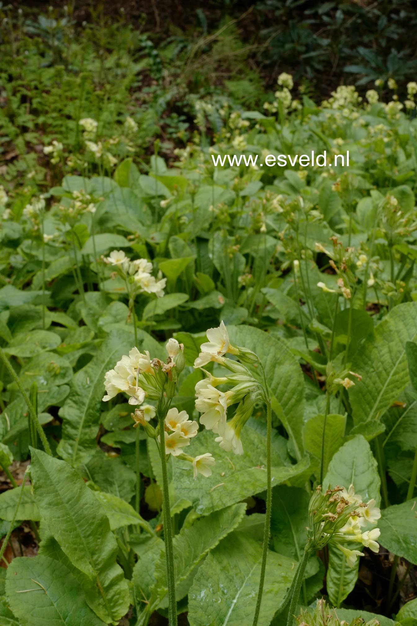 Primula elatior