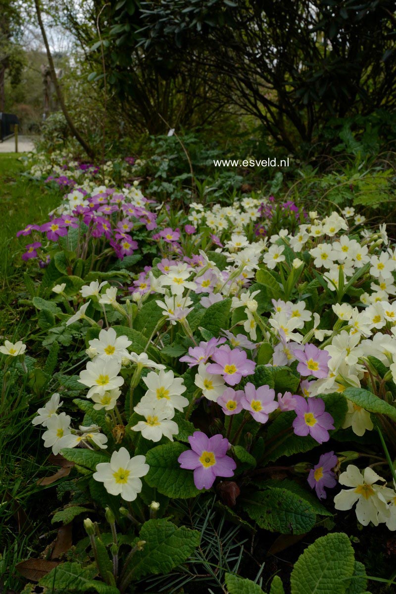 Primula vulgaris