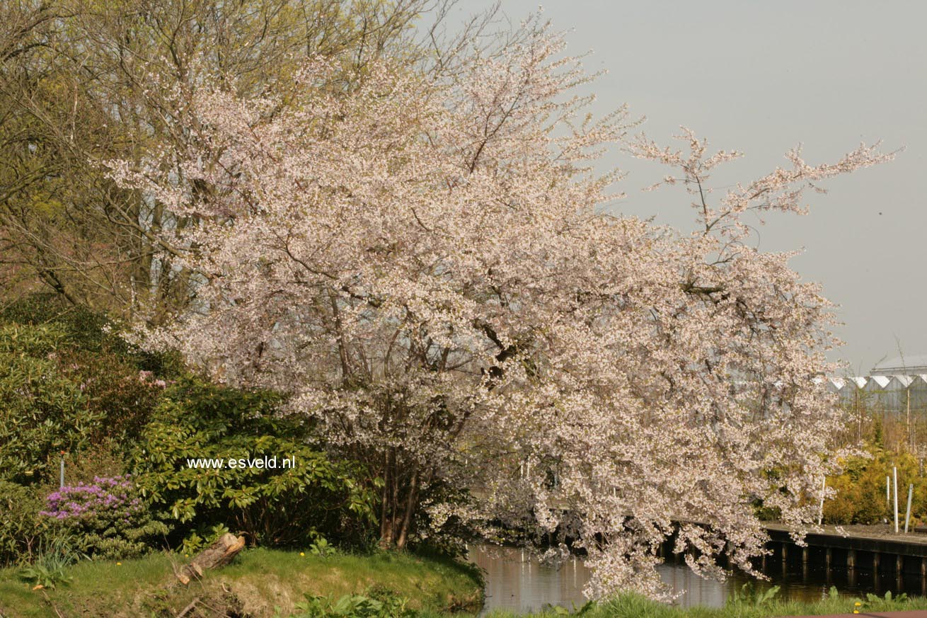 Prunus nipponica 'Felice'