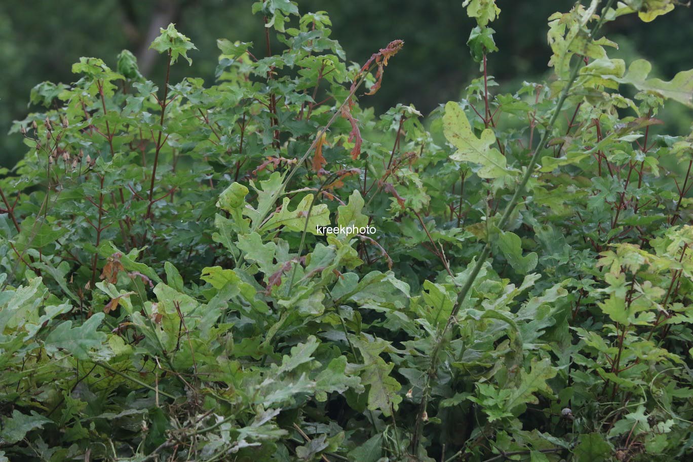 Quercus robur