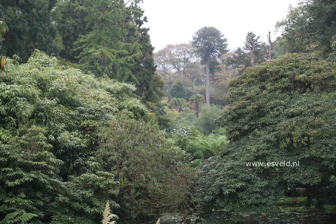Rhododendron arboreum