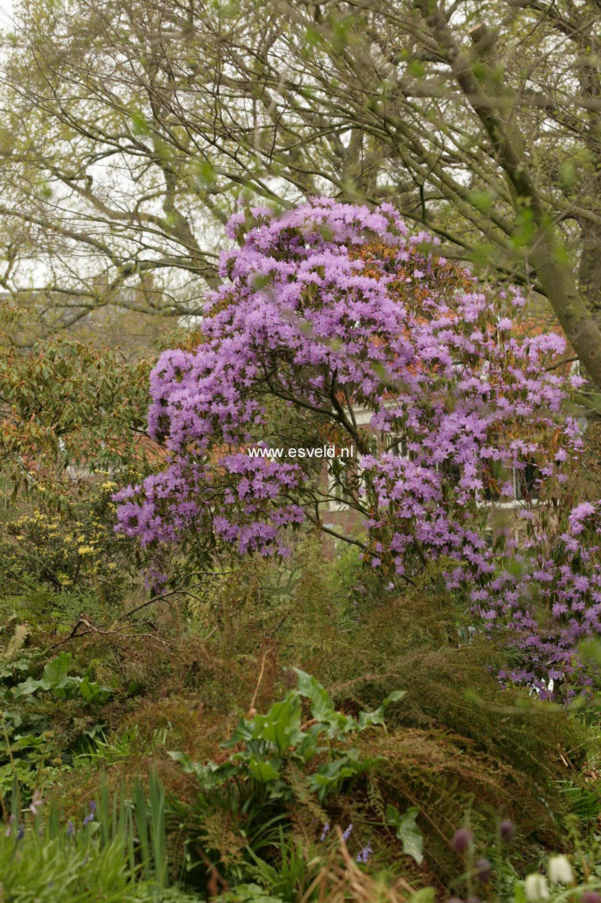 Rhododendron augustinii