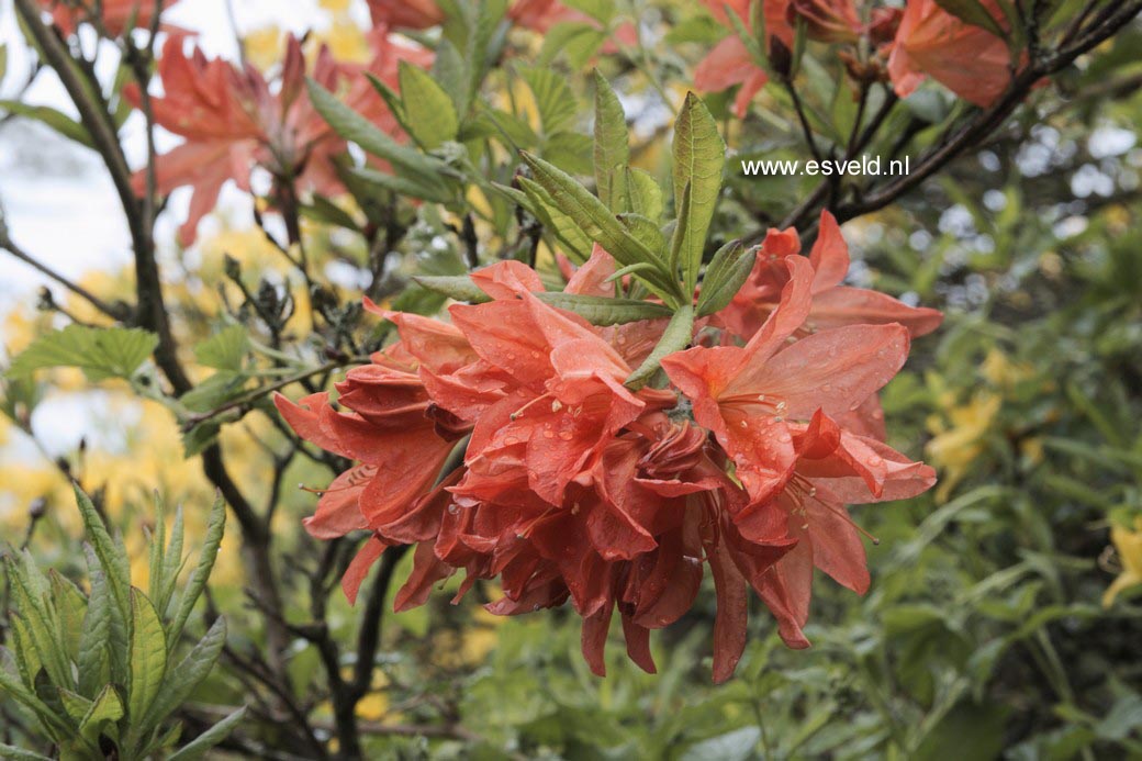 Rhododendron calendulaceum