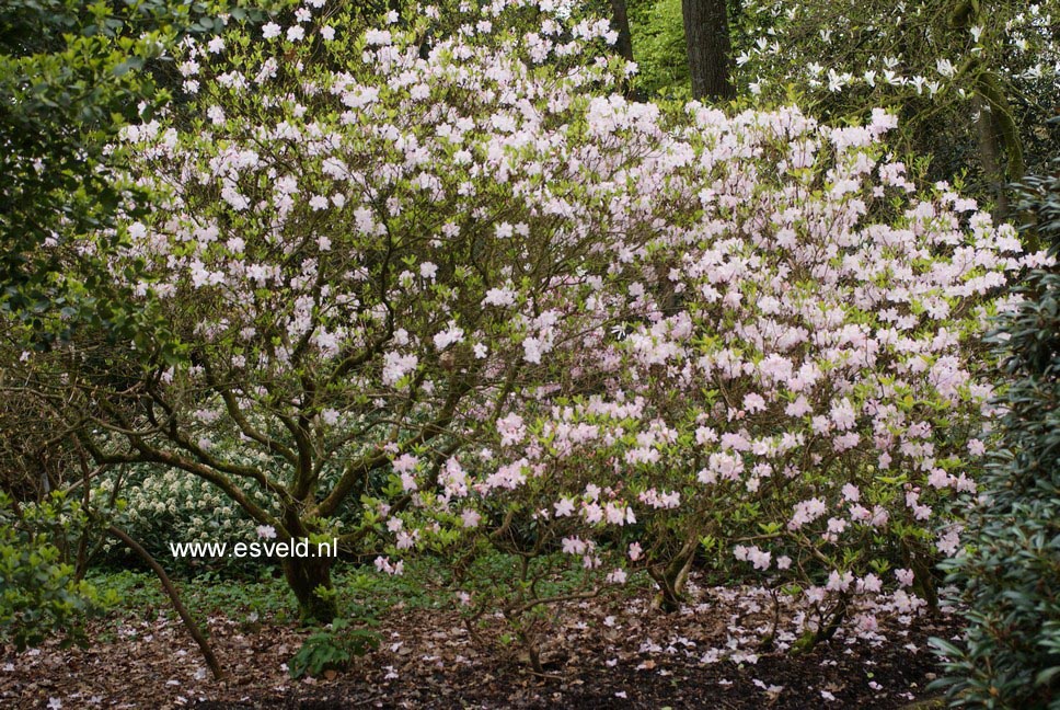 Rhododendron schlippenbachii