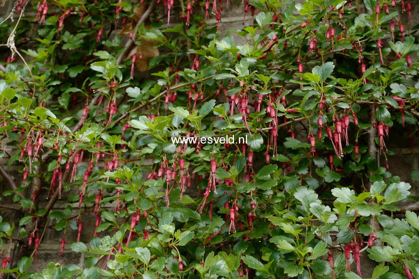 Ribes speciosum