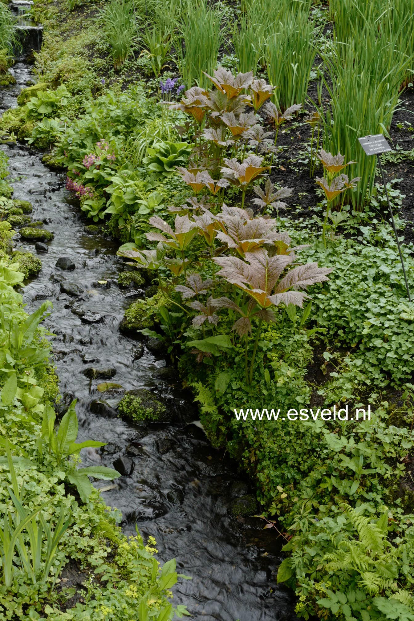 Rodgersia podophylla