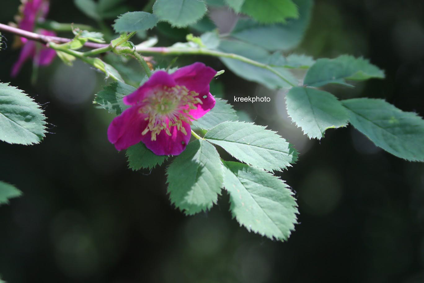 Rosa pendulina