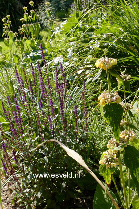 Salvia nemorosa 'Caradonna'