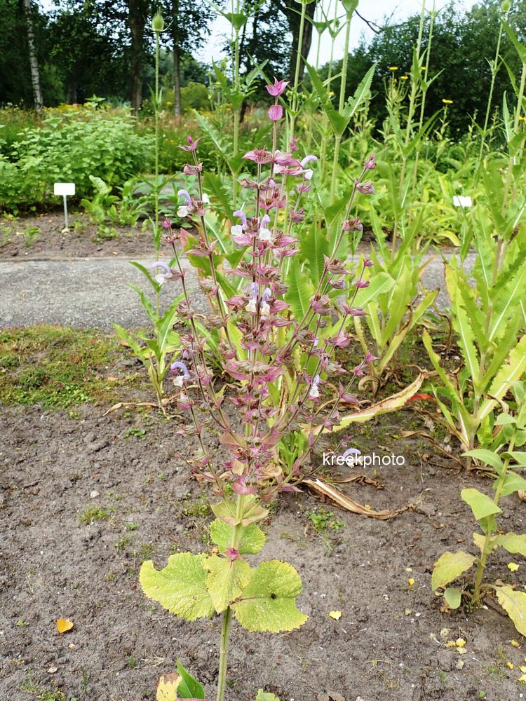 Salvia sclarea