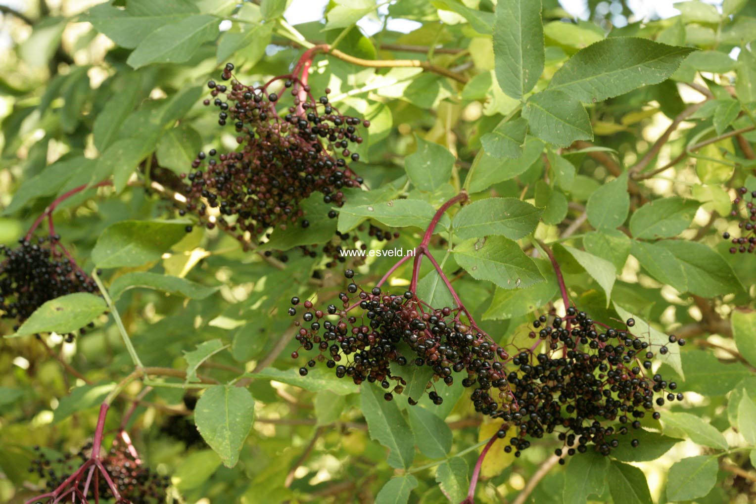 Sambucus nigra