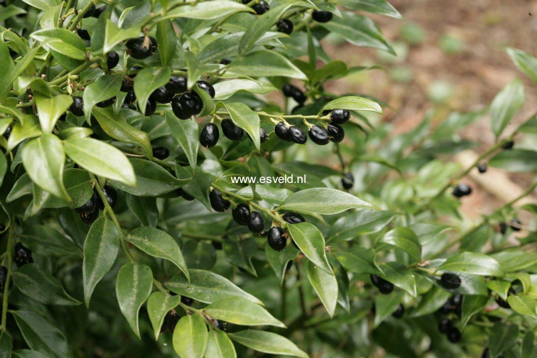 Sarcococca confusa