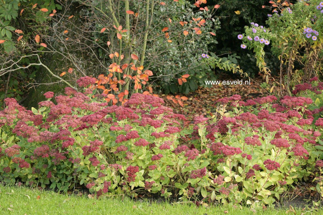 Sedum 'Herbstfreude'