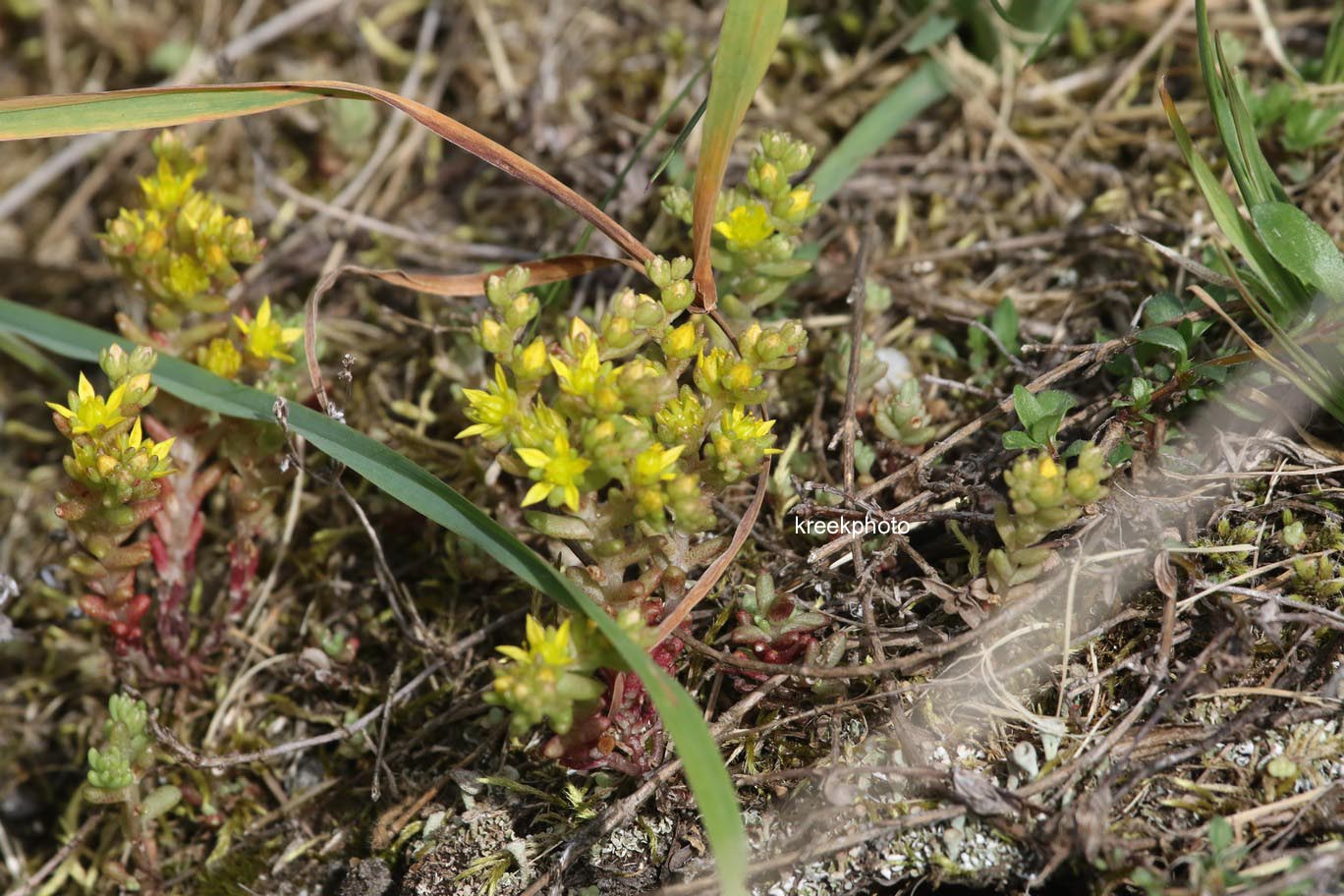 Sedum acre