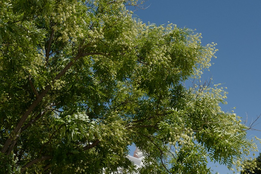 Styphnolobium japonicum