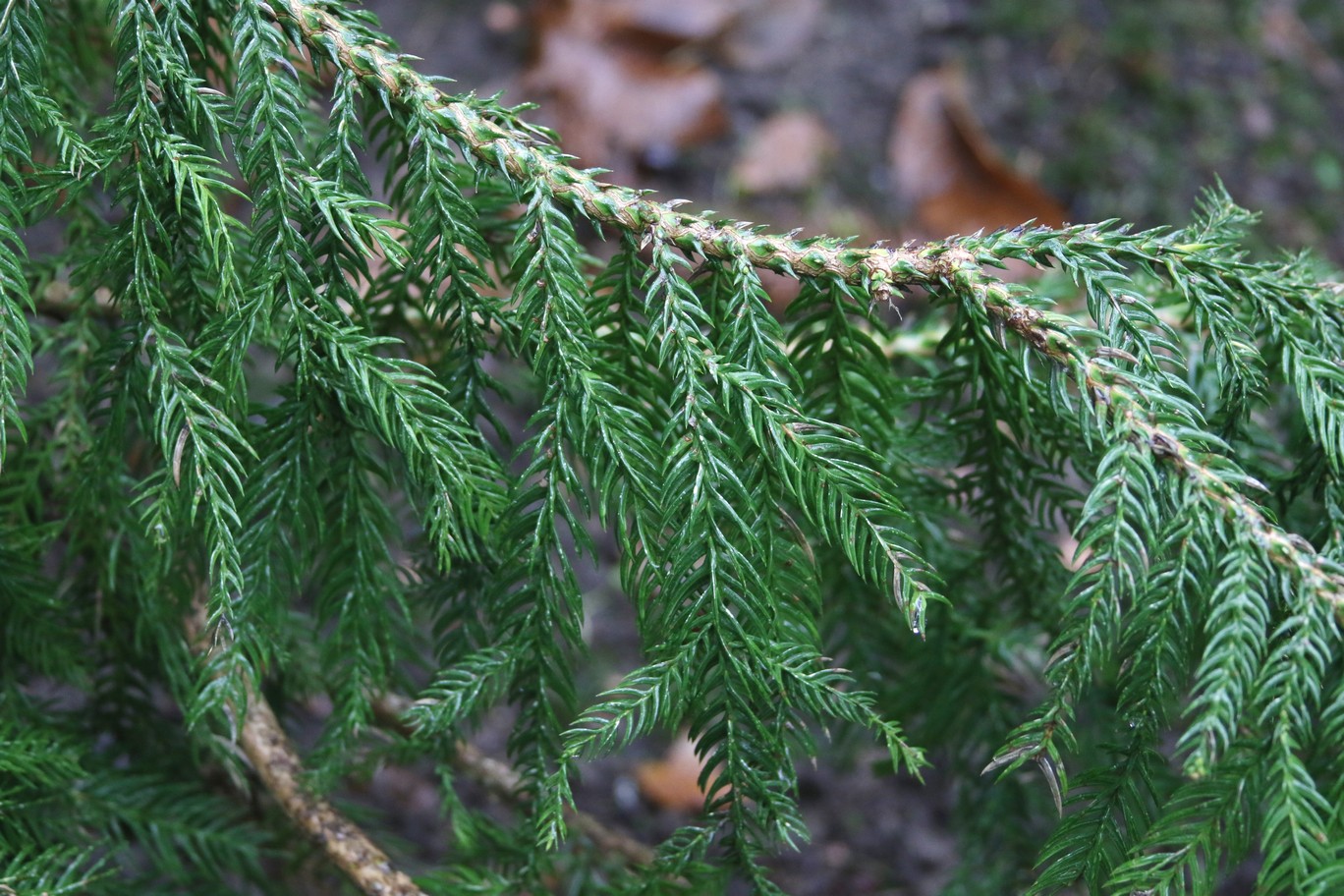 Taiwania cryptomerioides
