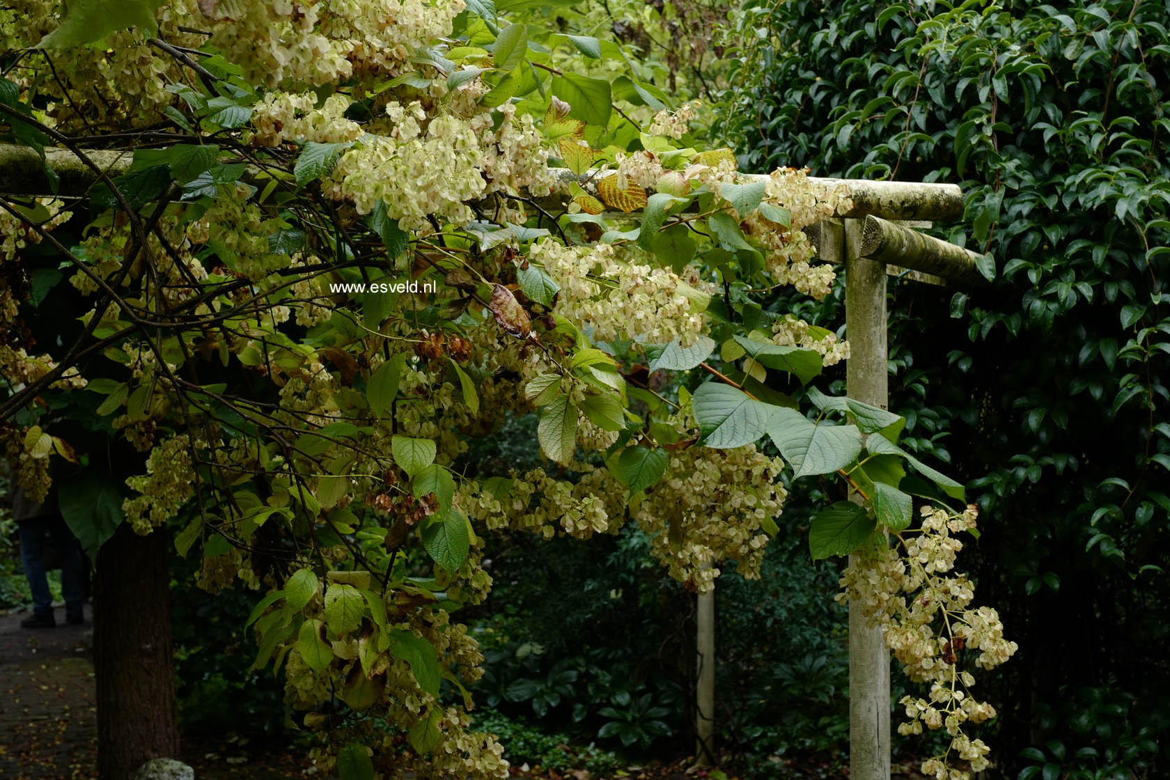 Tripterygium regelii