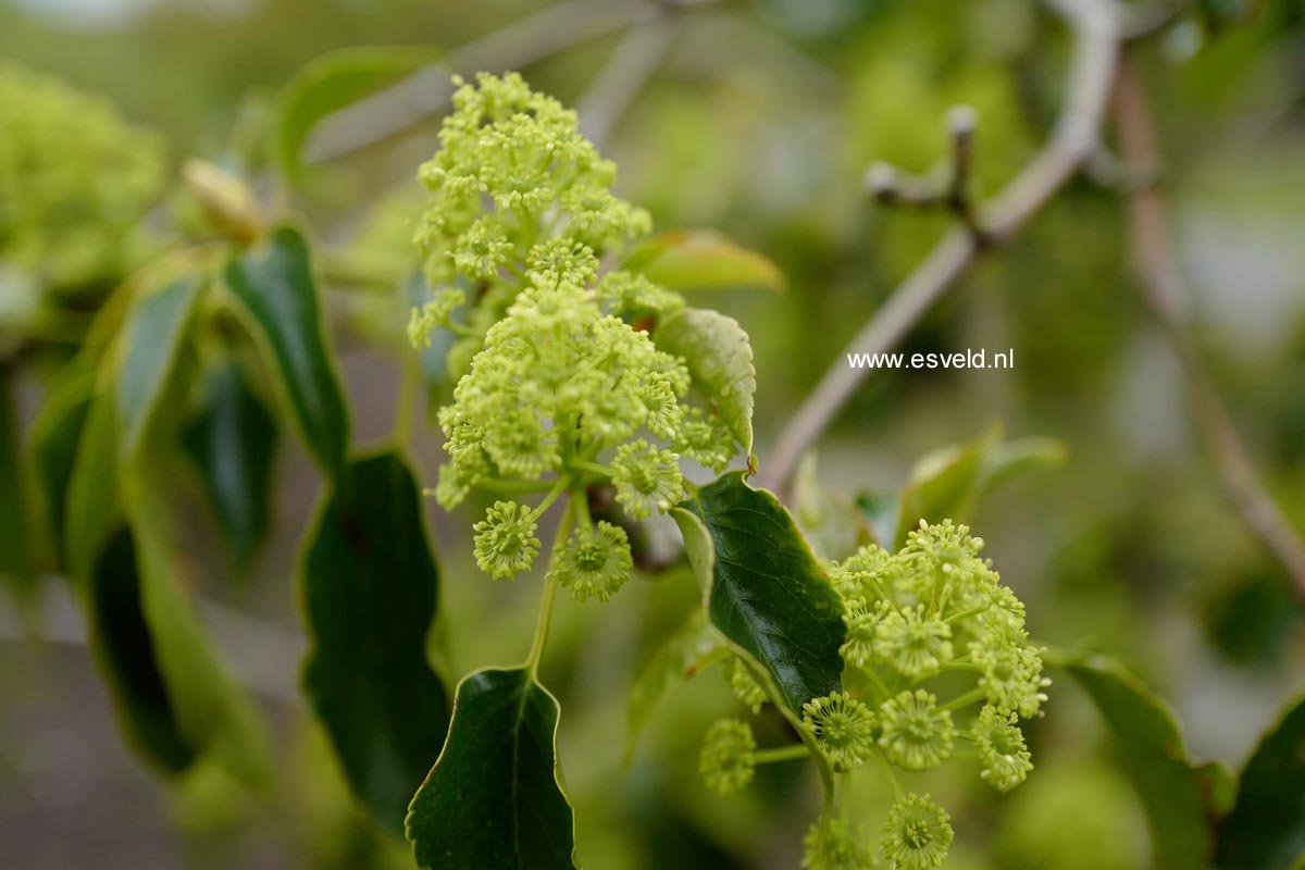 Trochodendron aralioides