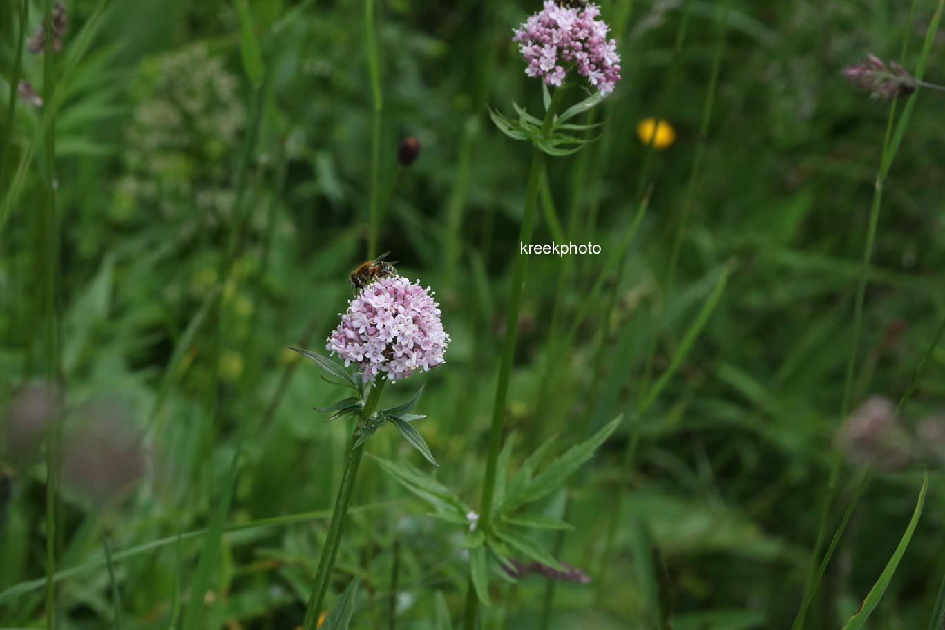 Valeriana officinalis