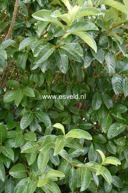 Viburnum odoratissimum