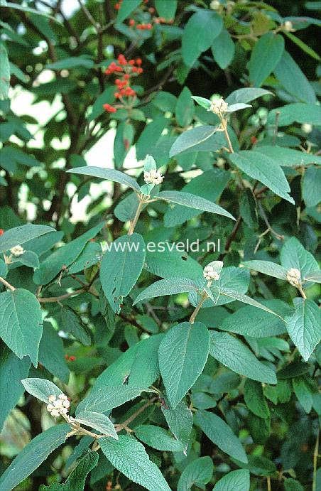 Viburnum rhytidophyllum 'Dart's Duke' (INTERDUKE)