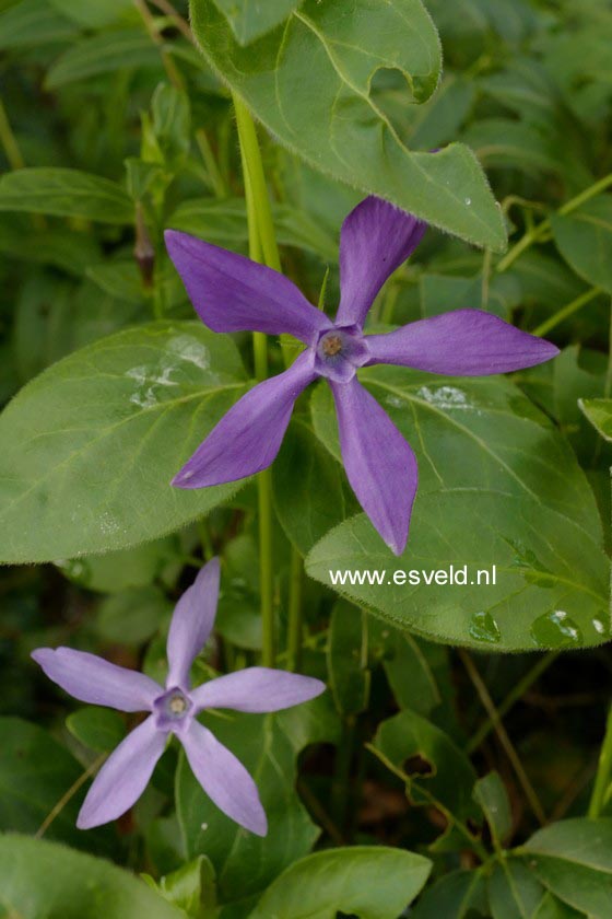 Vinca major
