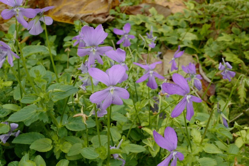 Viola cornuta