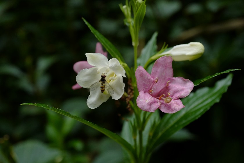 Weigela coraeensis