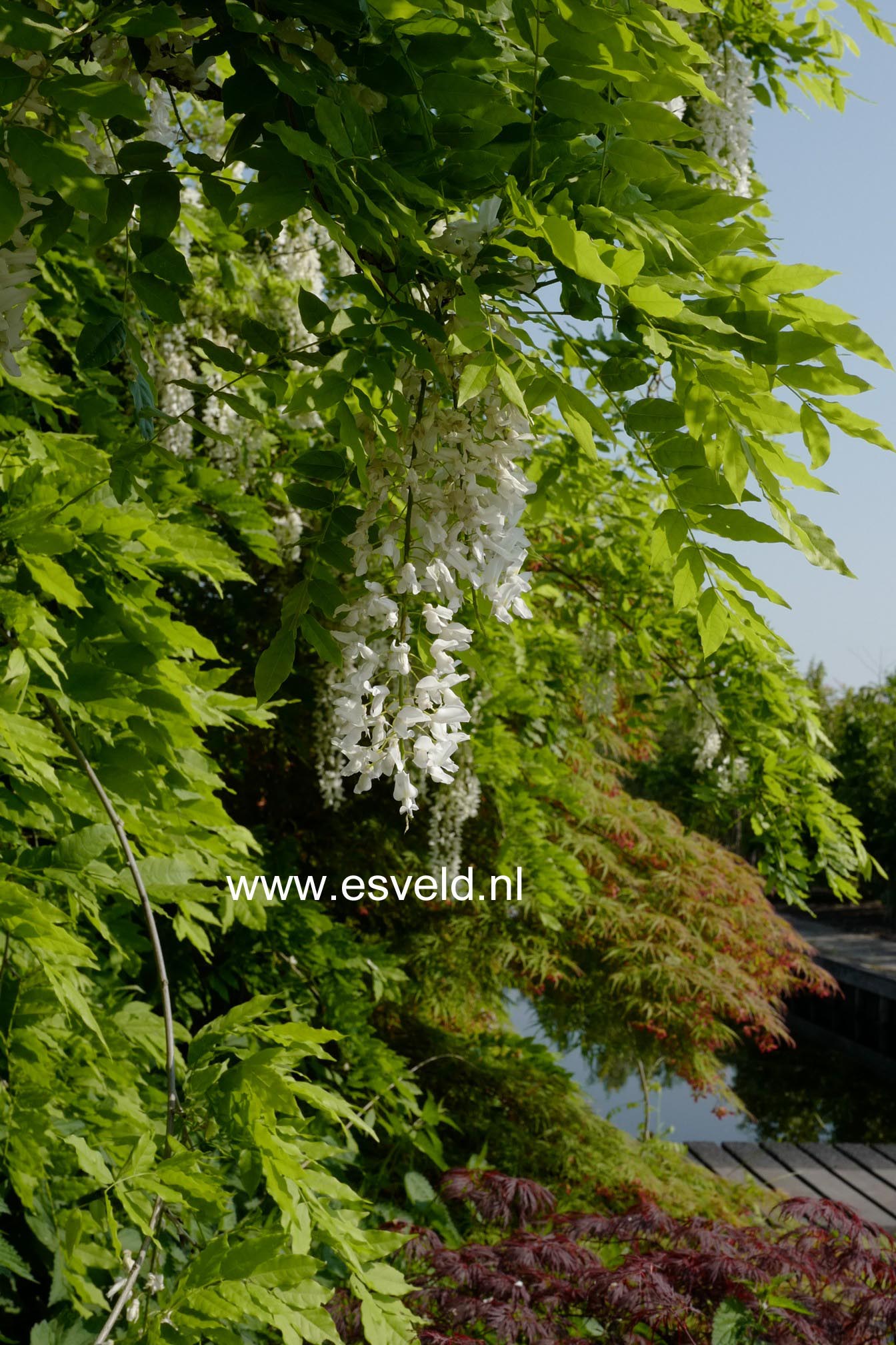 Wisteria floribunda 'Shiro-noda'