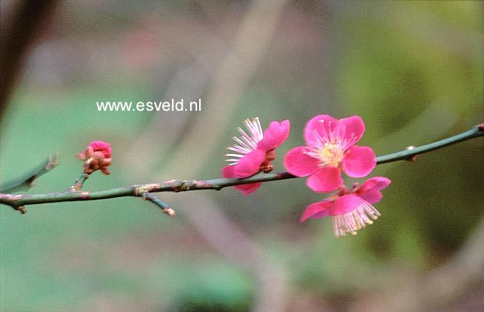 Prunus mume 'Omoi no mama' (18119)
