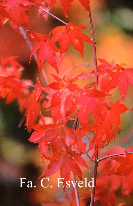 Acer palmatum 'Versicolor' (18154)