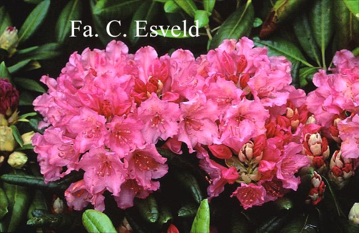 Rhododendron 'Haaga'