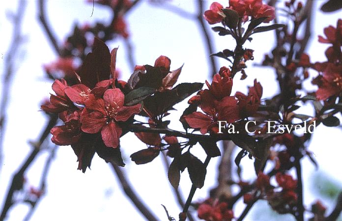Malus 'Royalty' (18716)