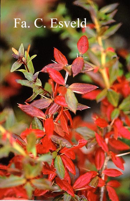 Berberis frikartii 'Verrucandi' (18760)