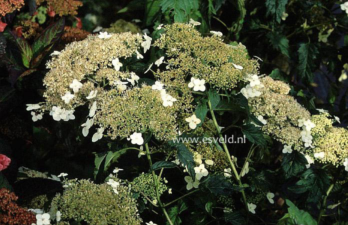 Hydrangea arborescens 'Emerald Lace'