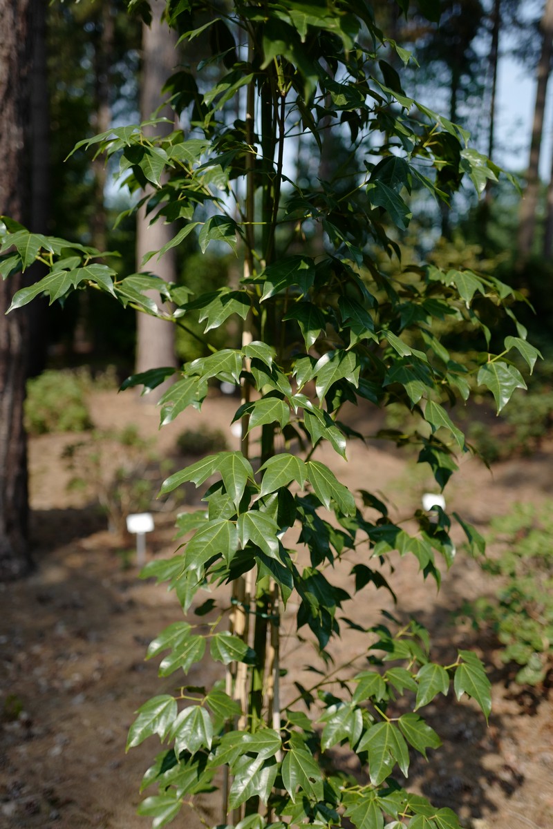 Acer calcaratum