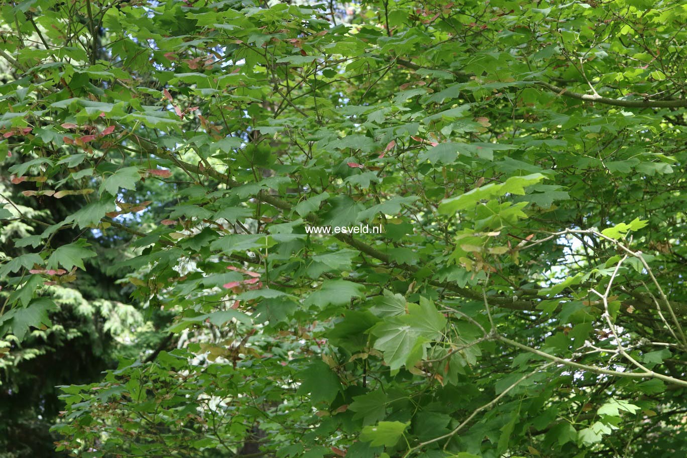 Acer circinatum