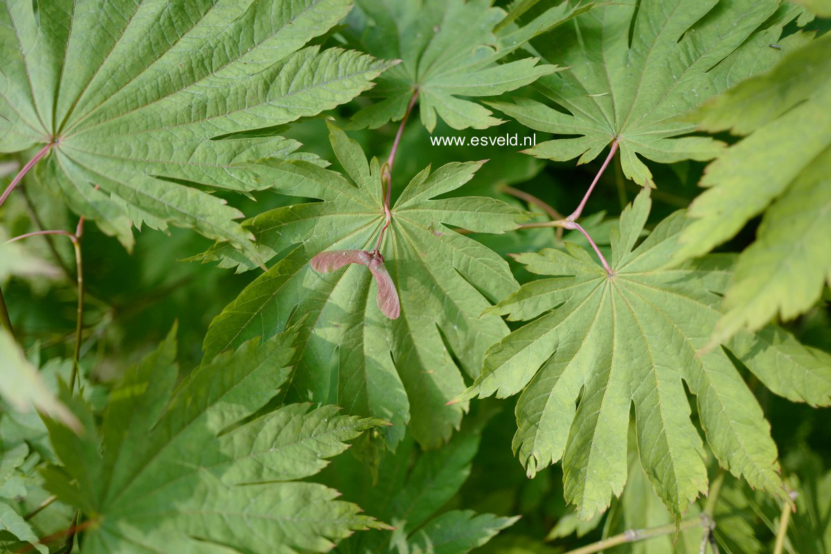 Acer japonicum 'Attaryi'