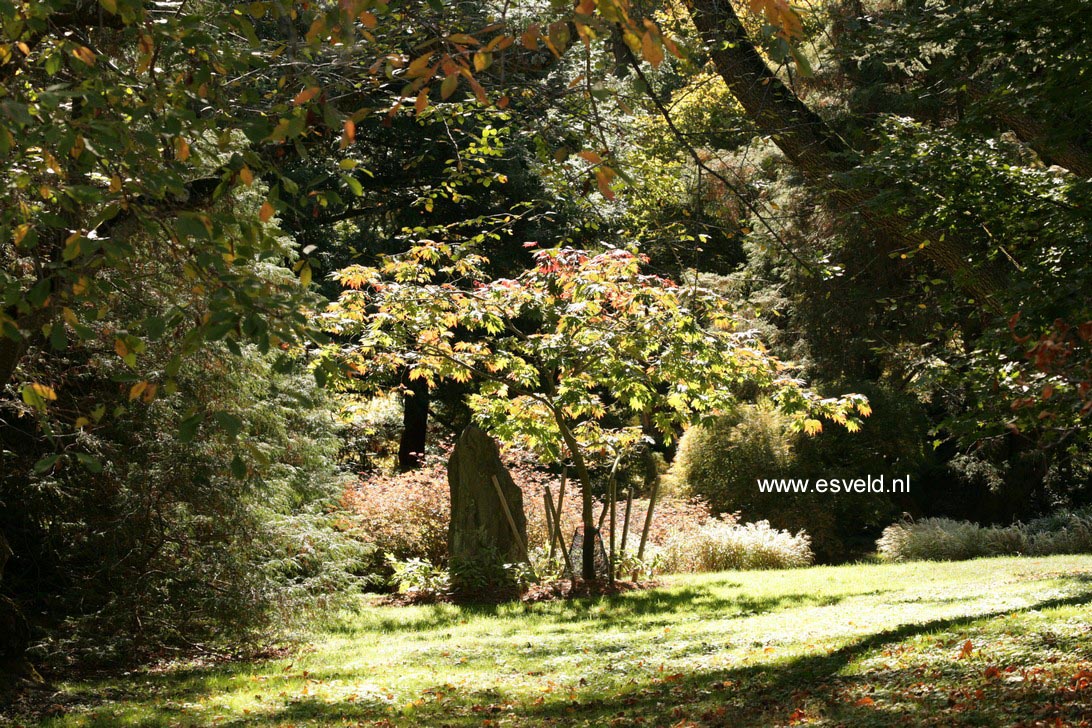 Acer japonicum 'Ō-isami'