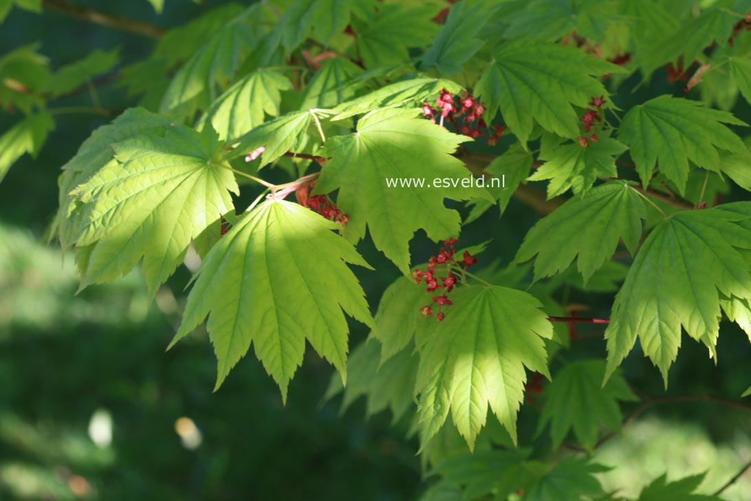 Acer japonicum