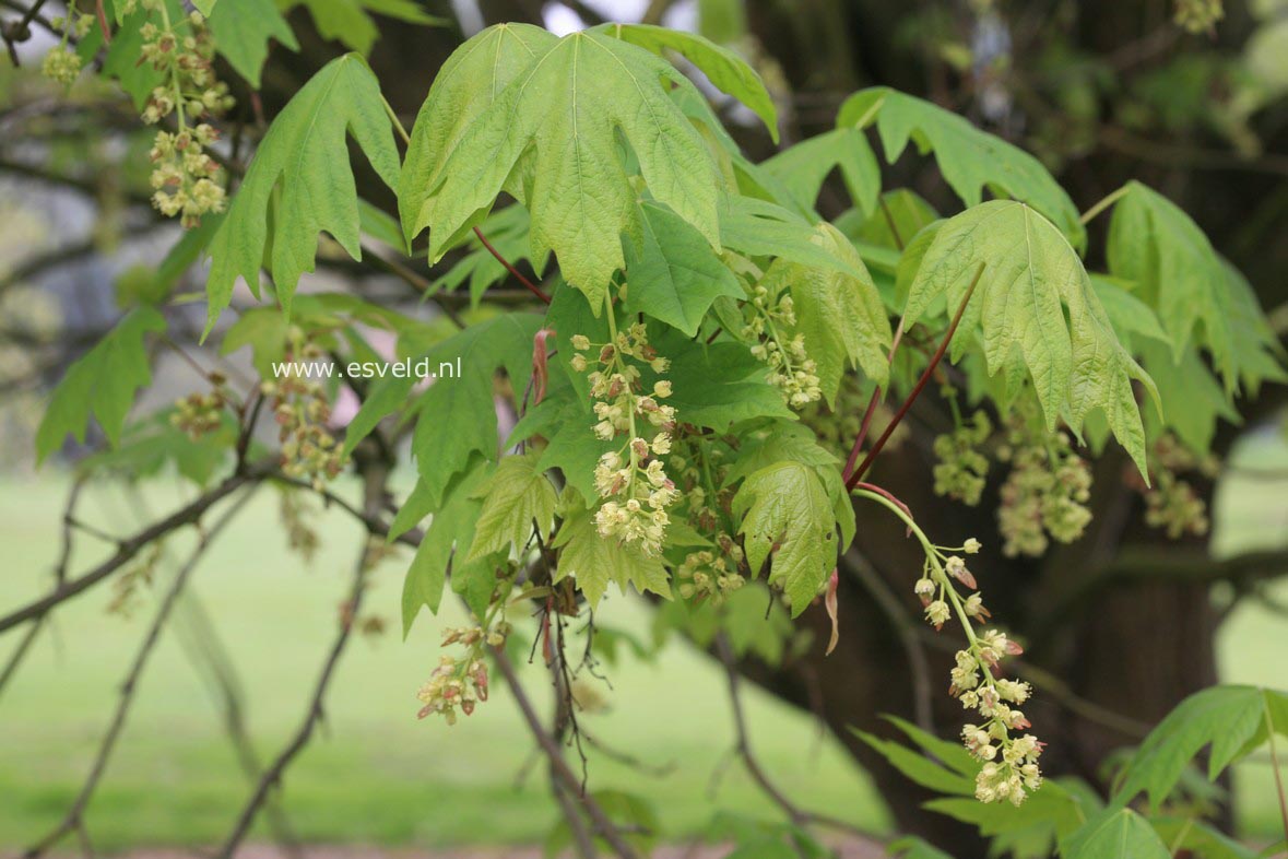Acer macrophyllum