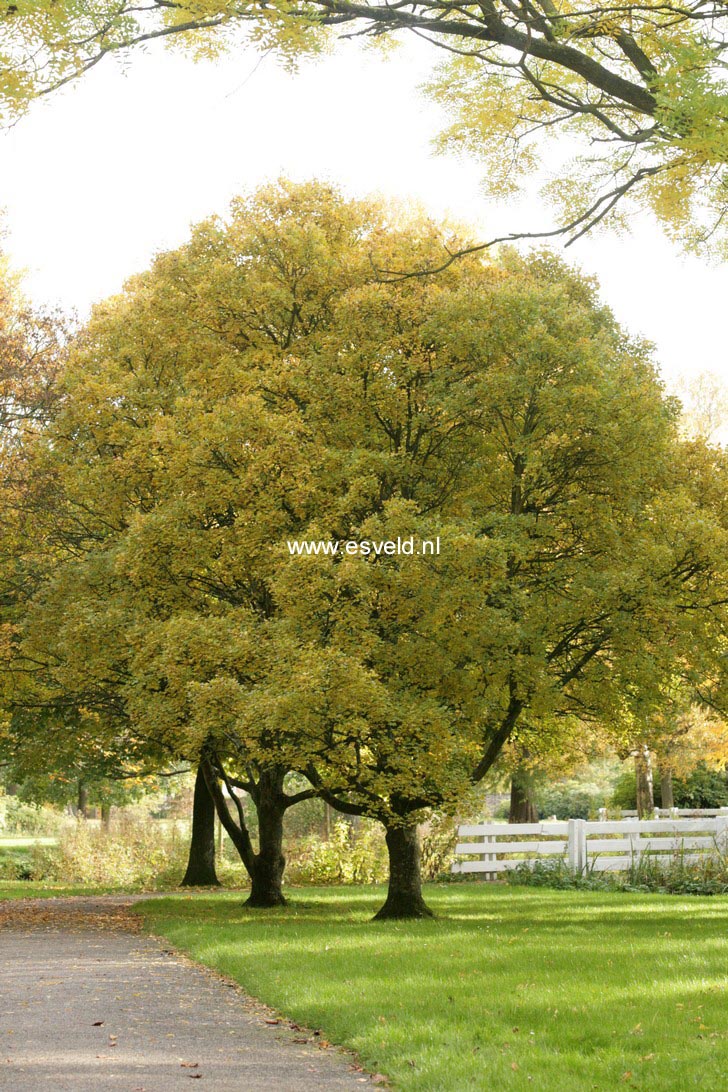 Acer monspessulanum
