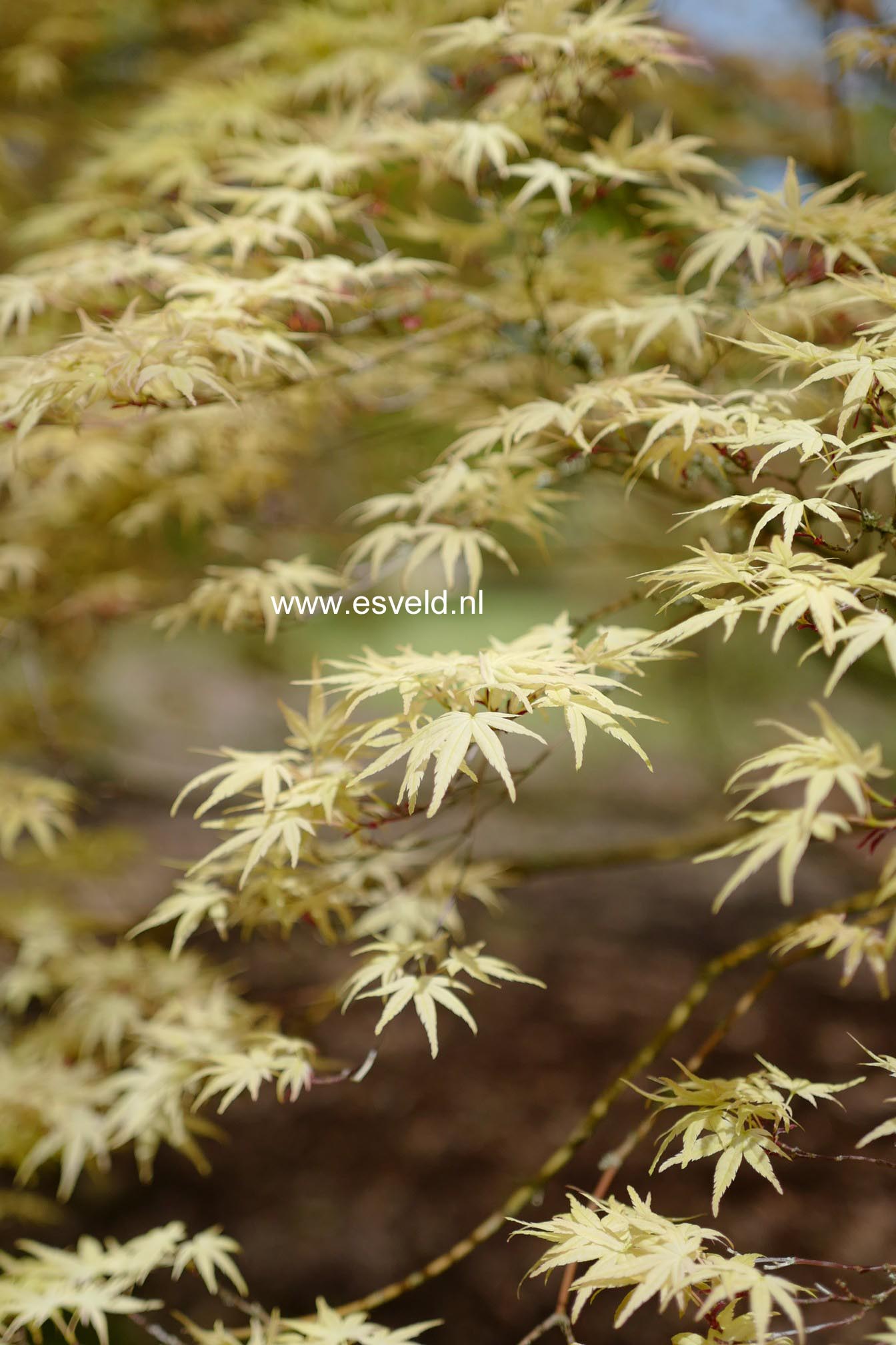 Acer palmatum 'Beni-tsukasa'