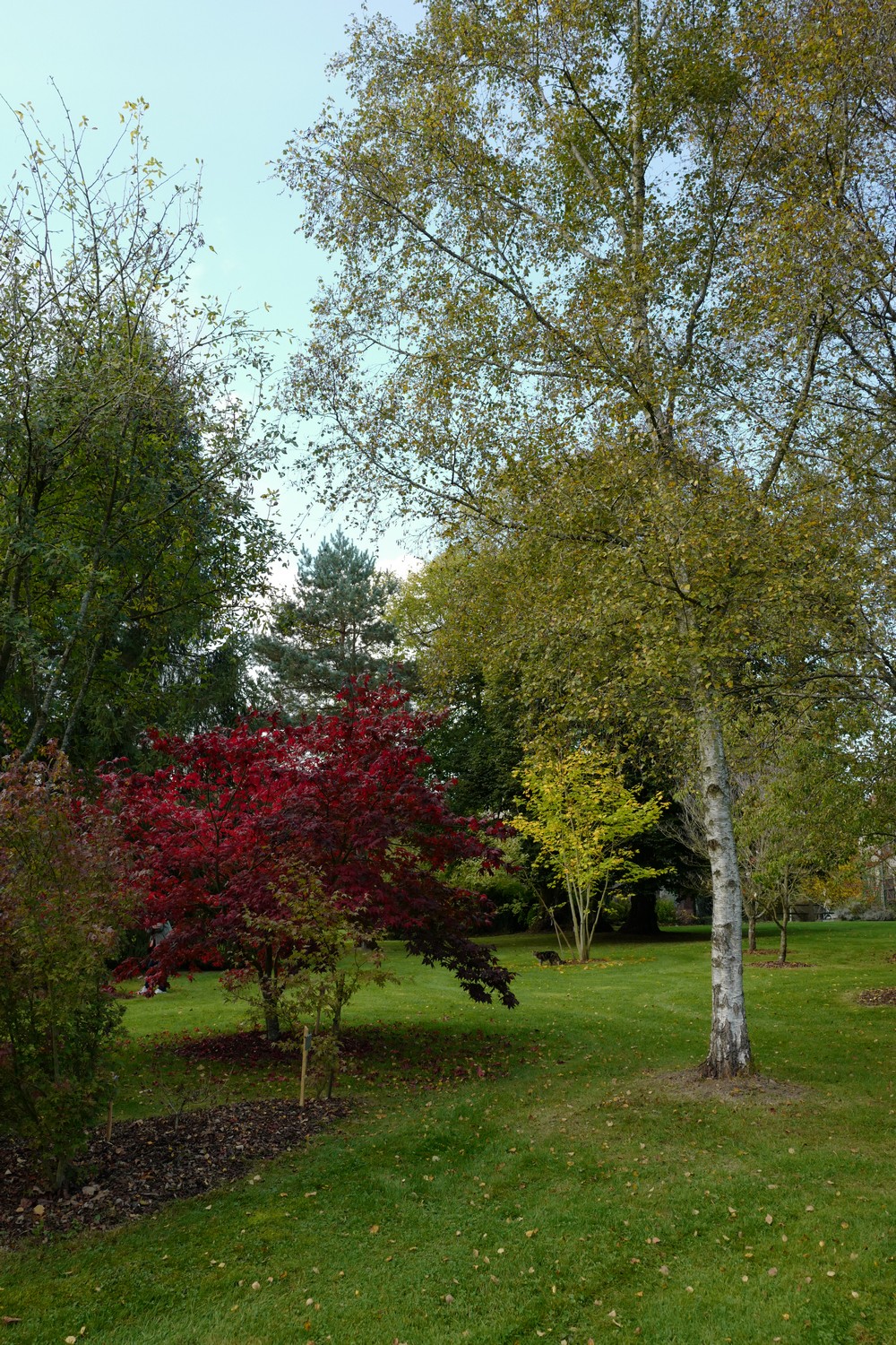 Acer palmatum 'Chitose-yama'